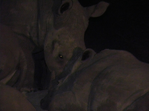 Rhinosleeping.jpg
