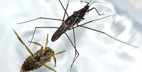 Water-strider.jpg