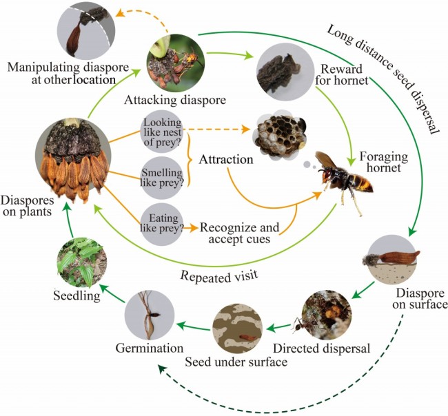 Chinese Medicinal Plant Tricks Predatory Wasps Into Dispersing Its ...