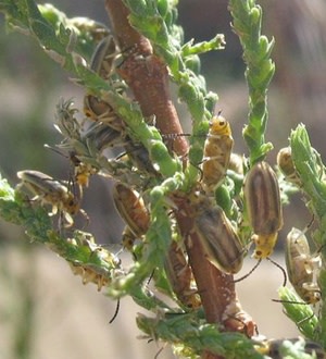 Tamarisk Beetles - Colorado Department of Agriculture