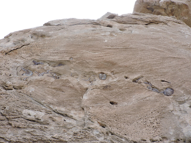 P-sauropod-in-sandstone 0