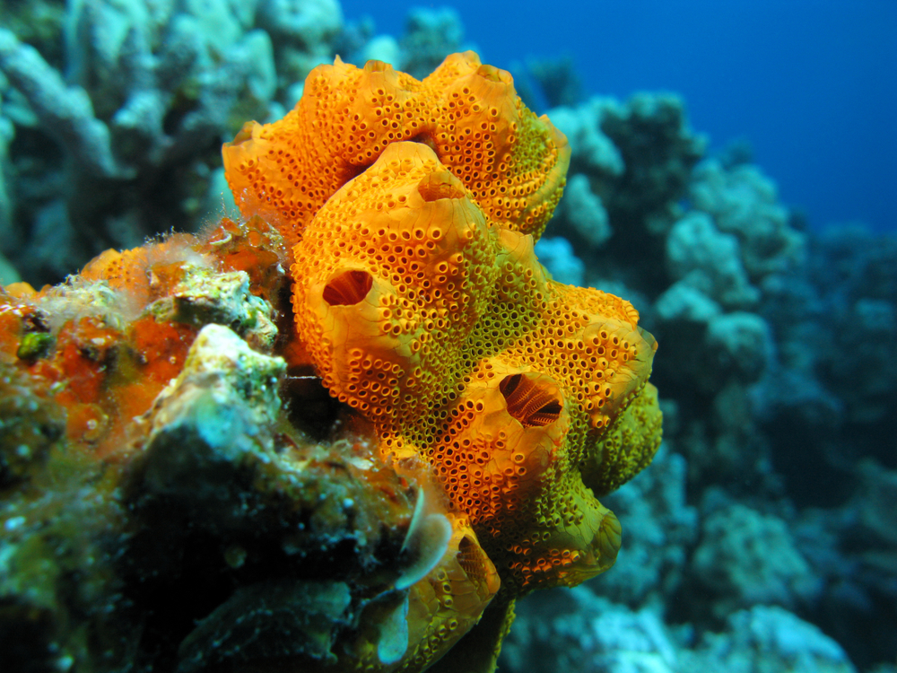 sponges that live in the sea