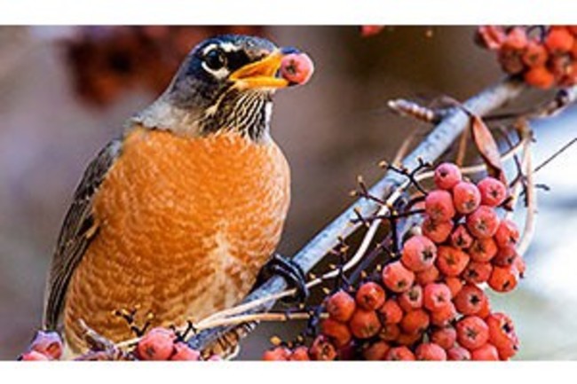 Robin Stock