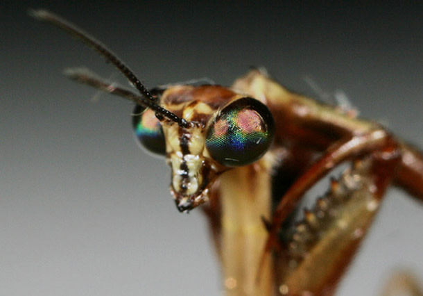 Mantidfly-close-up.jpg