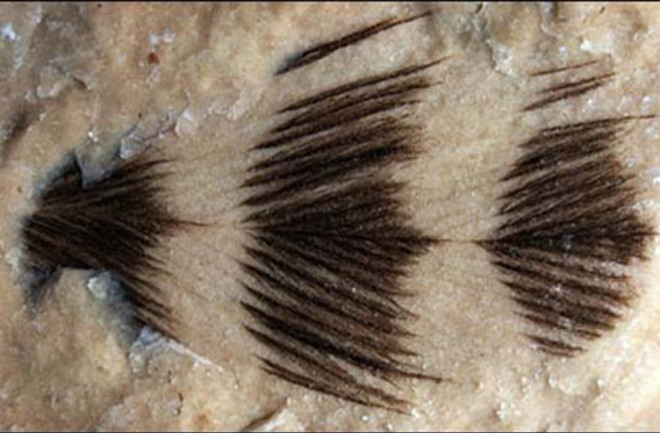 fossil-feather.jpg