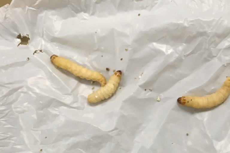 Scientists Found a Caterpillar That Eats Plastic. Could It Help Solve our Plastic Crisis?