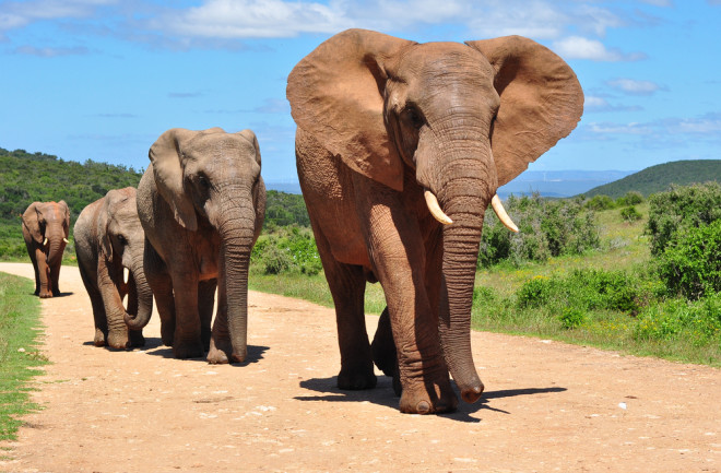 African elephants