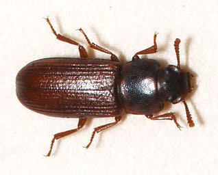 256px-Tribolium.confusum.jpg