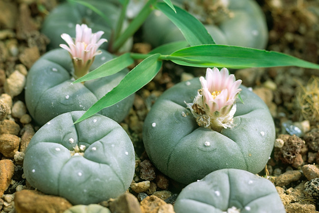 Peyote - Shutterstock