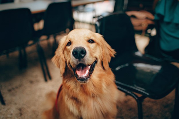CBD Therapy for your Pets
