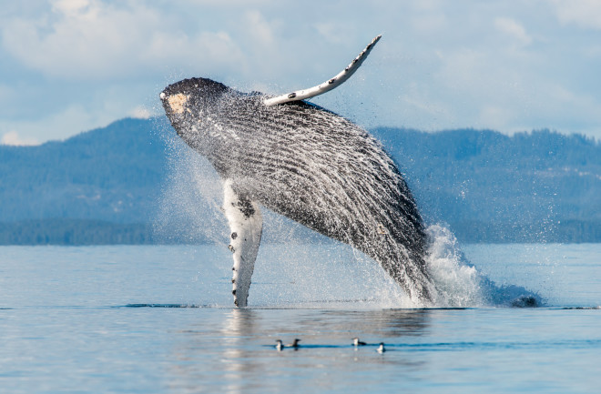 Humpback whales