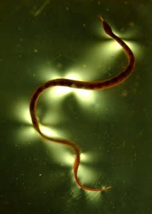 snake-gelatin.jpg