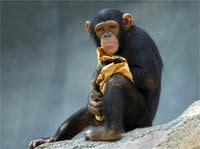 Chimp.jpg