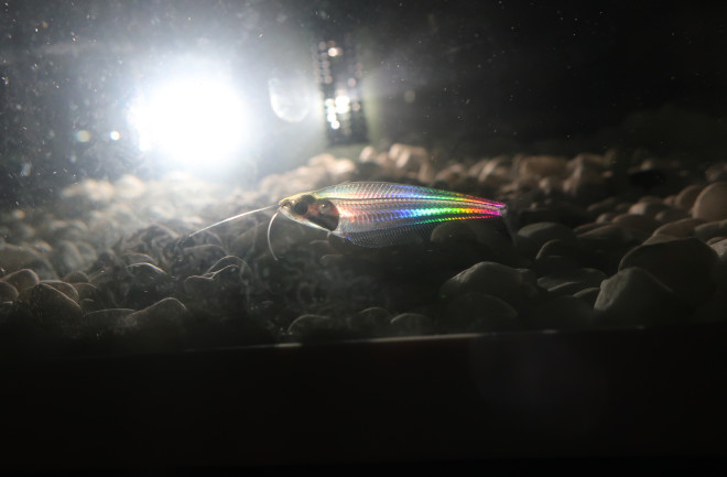 Ghost catfish (K. vitreolus) showing iridescent colors with a backlight.