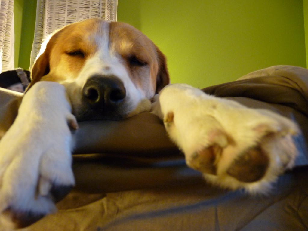 Having your dog in the bed is bad for your sleep. Discover Magazine