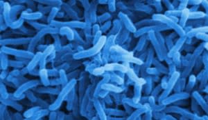 american-gut-300x174.jpg