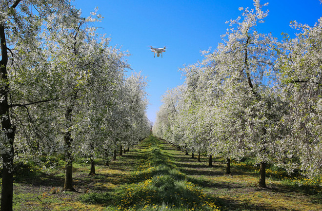 A drone surveys rows of cherry trees in an orchard on the Danish island of Lolland. Image by Lars Plougmann via Flickr