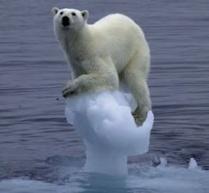 polar bear