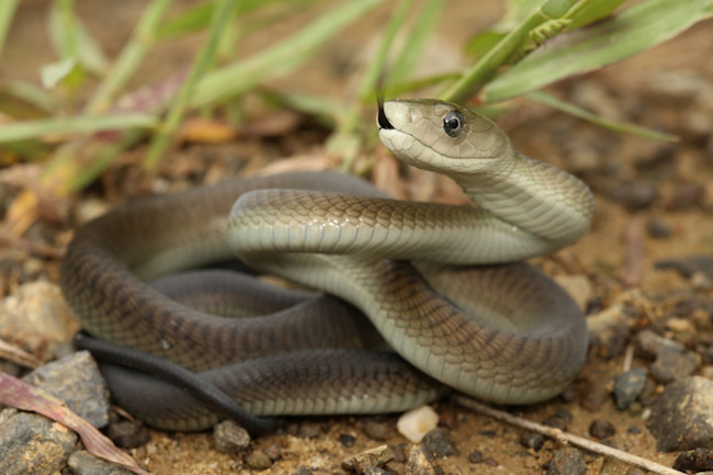 Ular Mamba