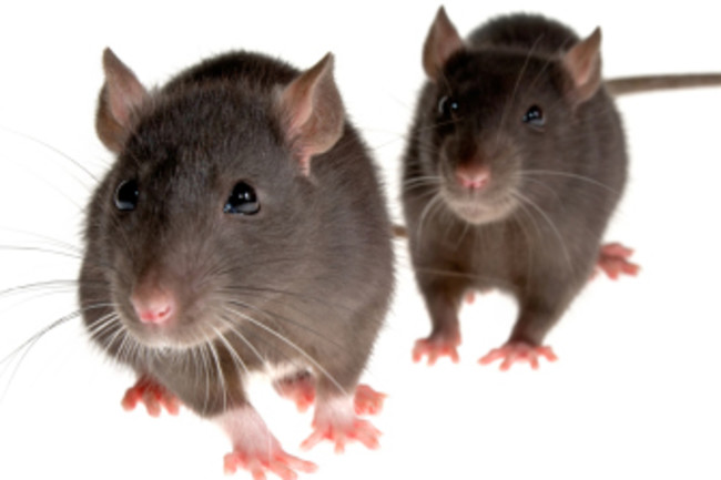 istock_000004674019xsmall.jpg