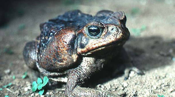 To control cannibal toads, you just need the right bait