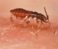 Assassin_bug.jpg
