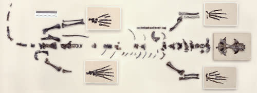 Puijila_skeleton.jpg