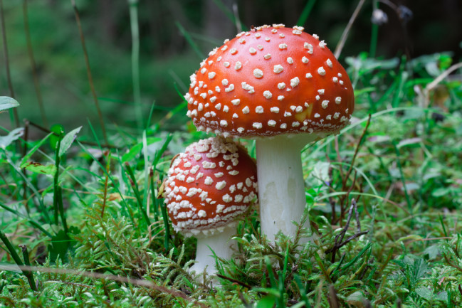 how to find magic mushrooms
