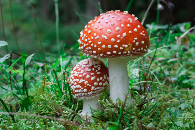 Beyond Psilocybin: Mushrooms Have Lots of Cool Compounds ...