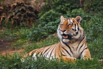 Who is the king of tigers? - Bengal or Amur