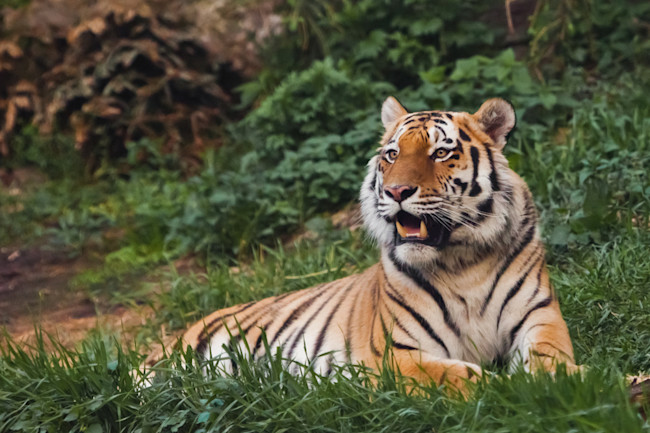 Sorry Tiger King But Big Cats Don T Make Good Pets Discover