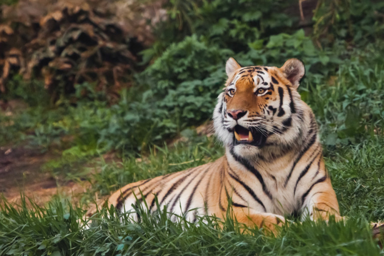 Sorry, 'Tiger King,' but Big Cats Don’t Make Good Pets
