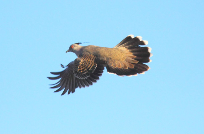 crested pigeon