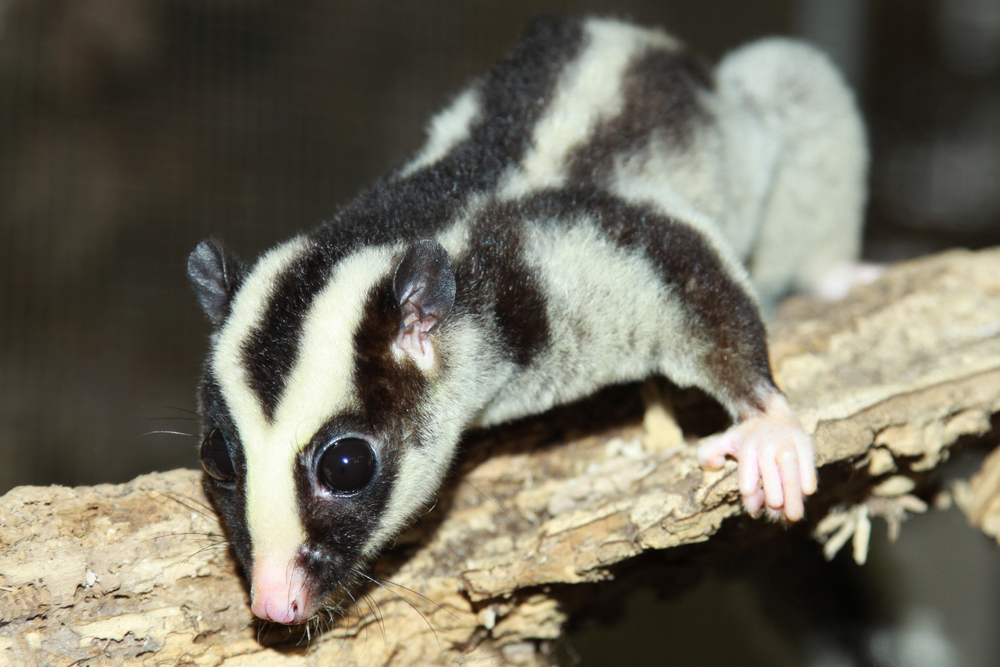 L’opossum rayé pourrait être l’un des meilleurs champions de cache-cache d’Australie