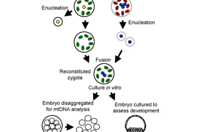 embryotransfer1.jpg