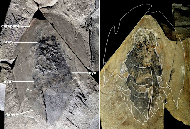 Cambroraster falcatus - Royal Ontario Museum