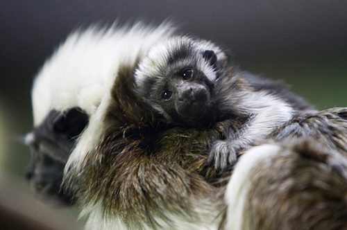 tamarin.png