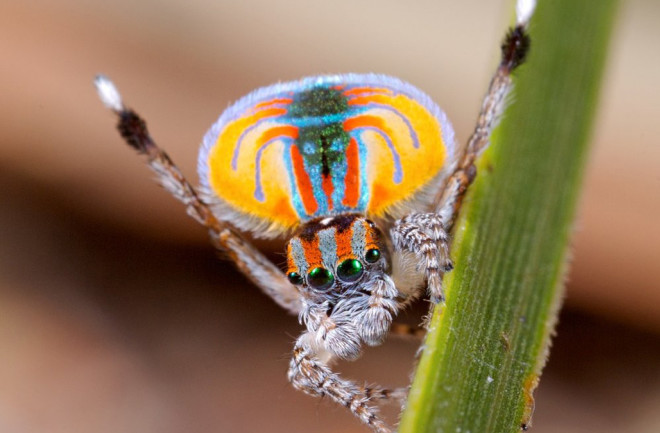 1 - Maratus volans