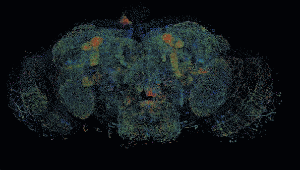 brain-mapping.gif