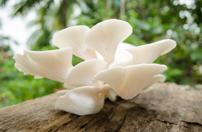 Oyster mushrooms