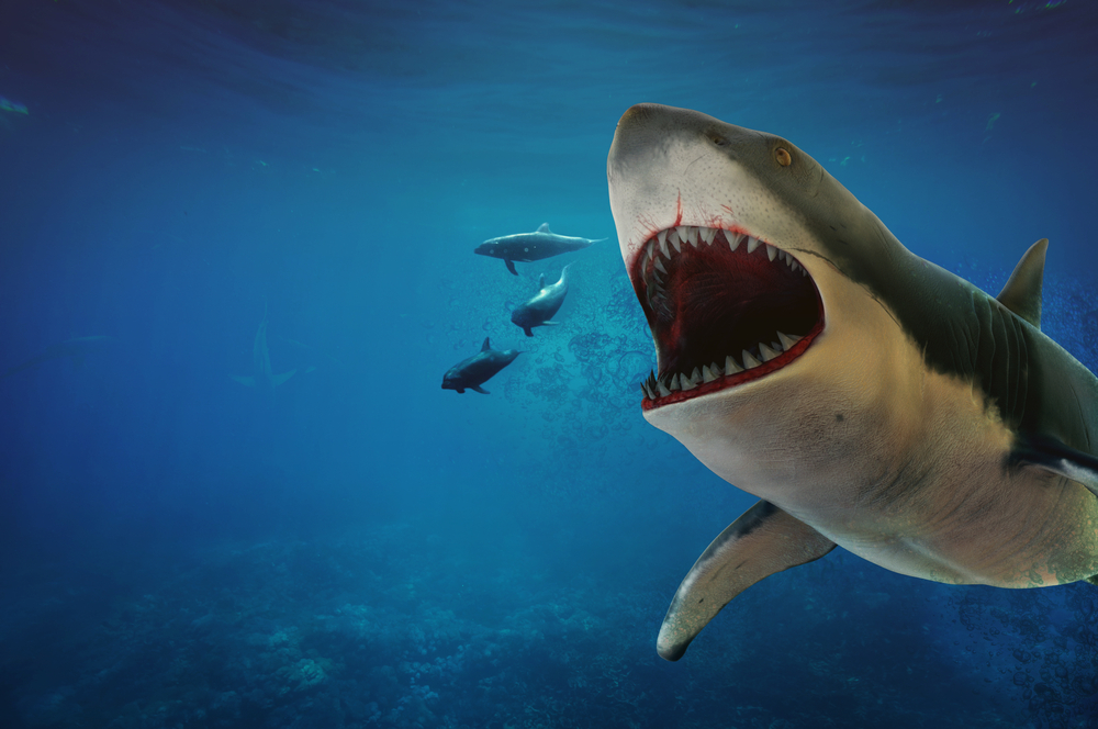 Megalodon Shark Facts and Information