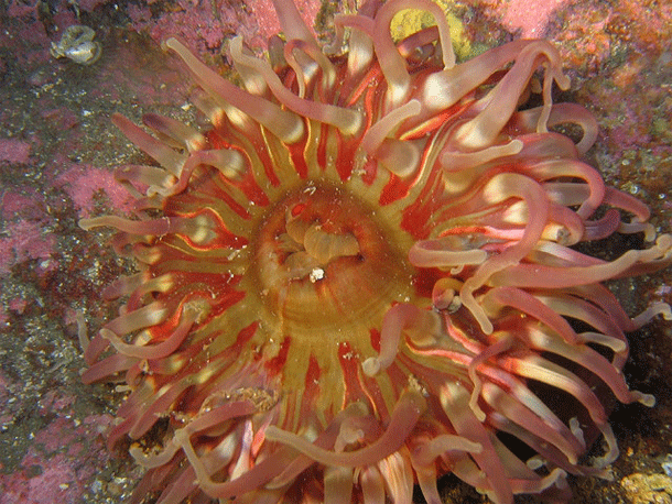 Dahlia_anemone.gif