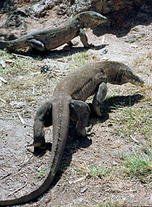 Komodo dragon attacks terrorize villages