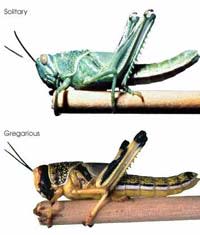 DesertLocust.jpg