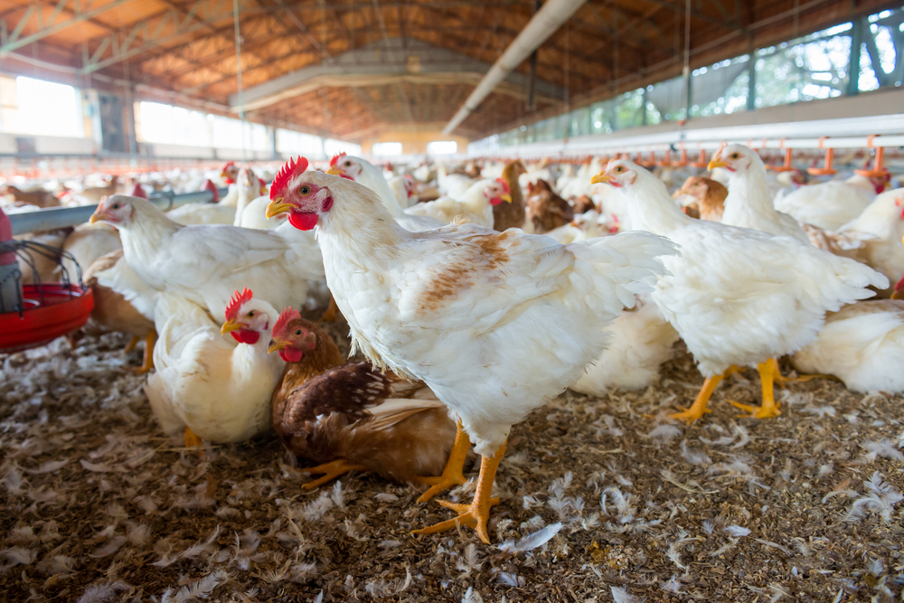 Ancient Chickens Shine Light on Evolution of Major Poultry Disease ...