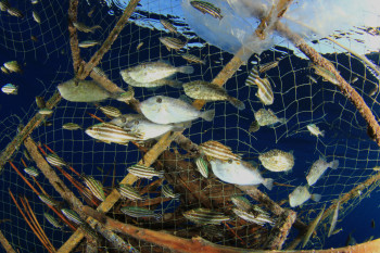 The Real Reason Global Fish Stocks Are Declining — And What You Can Do  About It