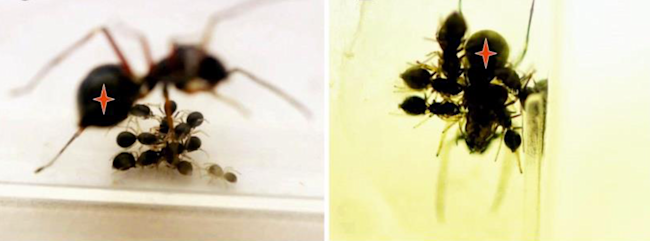 Toxeus magnus, spiderlings, suckling, milk, nursing, baby spiders