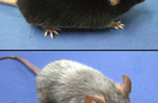 graying-mouse.jpg