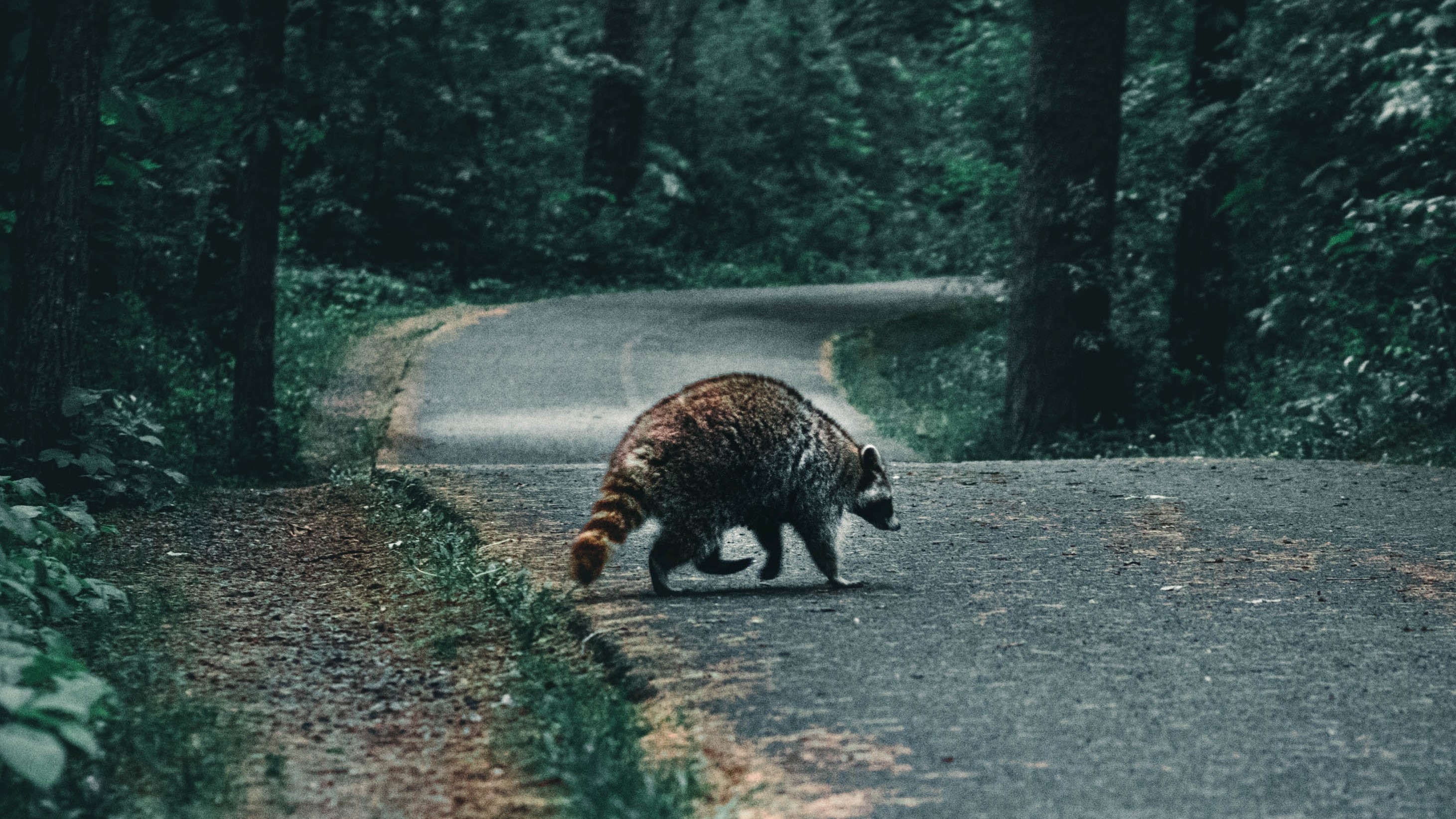 This Citizen Science Project Is Taking On Roadkill — and Potentially Saving  Animals | Discover Magazine