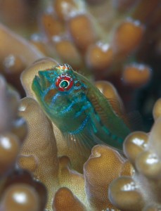 49391-229x300.jpg